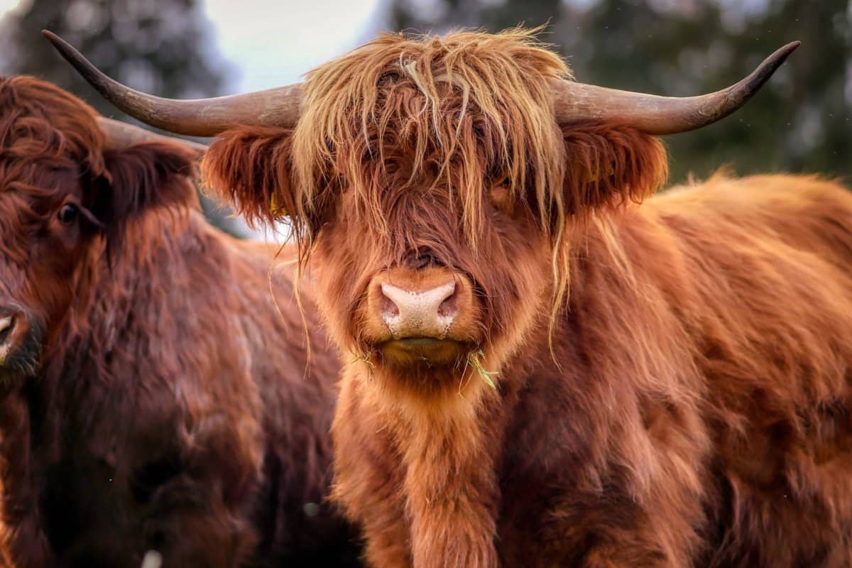 Soin énergétique pour animaux de ferme : chevaux, bovins