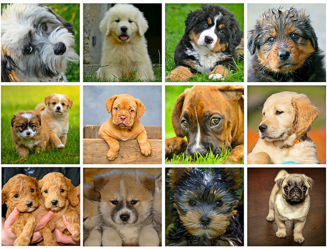 Soin énergétique et Reiki pour animaux de compagnie : chien, chat